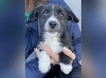 Phoebe, geb. ca. 08/2025 lebt in GRIECHENLAND, auf einer privaten Pflegestelle