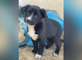 Peach, geb. ca. 10/2025, lebt in GRIECHENLAND, im städt. Tierheim Serres