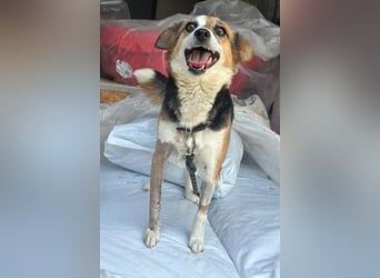 Foxy, geb. ca. 06/2024, lebt in GRIECHENLAND, auf einer privaten Pflegestelle