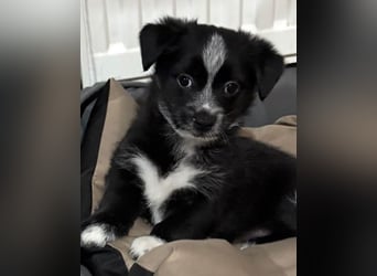 Jody, geb. ca. 10/2025, lebt in GRIECHENLAND, auf einer privaten Pflegestelle