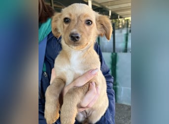 Loni, geb. ca. 08/2025, lebt in GRIECHENLAND, auf einer privaten Pflegestelle