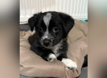 Jody, geb. ca. 10/2025, lebt in GRIECHENLAND, auf einer privaten Pflegestelle