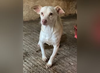 Newton, geb. ca. 01/2025, lebt in GRIECHENLAND, auf einer privaten Pflegestelle