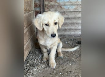 Fina geb. ca. 03/2026, lebt in GRIECHENLAND, im städt. Tierheim Serres