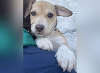 Vincenta, geb. ca. 08/2025, lebt auf einer Pflegestelle in 21391 Reppenstedt