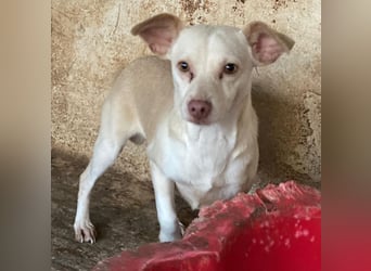 Newton, geb. ca. 01/2025, lebt in GRIECHENLAND, auf einer privaten Pflegestelle