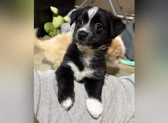 Jody, geb. ca. 10/2025, lebt in GRIECHENLAND, auf einer privaten Pflegestelle