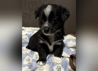 Jody, geb. ca. 10/2025, lebt in GRIECHENLAND, auf einer privaten Pflegestelle