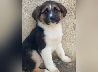 Boreas, geb. ca. 10/2025, lebt in GRIECHENLAND, im städt. Tierheim Serres, 69151 Neckargemünd 69