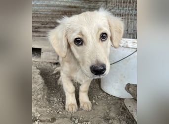 Fina geb. ca. 03/2026, lebt in GRIECHENLAND, im städt. Tierheim Serres