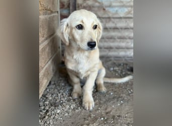 Fina geb. ca. 03/2026, lebt in GRIECHENLAND, im städt. Tierheim Serres
