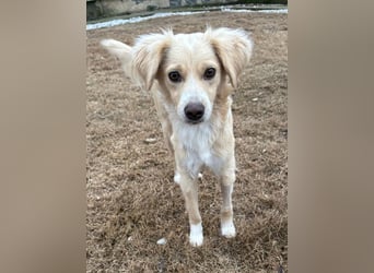 Hazel, geb. ca.02/2025, lebt in GRIECHENLAND, auf einer privaten Pflegestelle