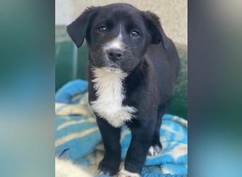 Peach, geb. ca. 10/2025, lebt in GRIECHENLAND, im städt. Tierheim Serres