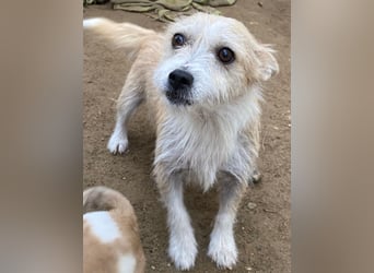 Trulla, geb. ca. 05/2024, lebt auf einer Pflegestelle in 53947 Nettersheim