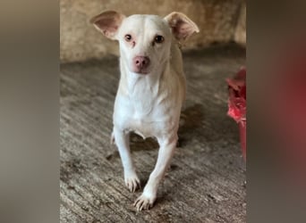 Newton, geb. ca. 01/2025, lebt in GRIECHENLAND, auf einer privaten Pflegestelle