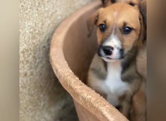 Kelana, geb. ca. 11/2025, lebt in GRIECHENLAND, im städt. Tierheim Serres