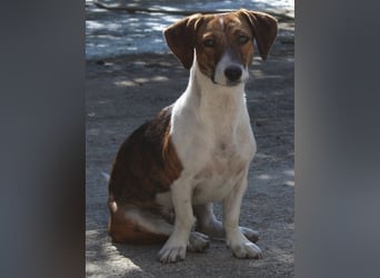 Tanu, geb. ca. 11/2024, lebt in GRIECHENLAND, auf einer privaten Pflegestelle