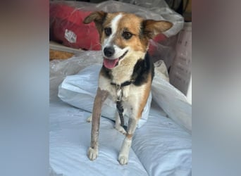 Foxy, geb. ca. 06/2024, lebt in GRIECHENLAND, auf einer privaten Pflegestelle