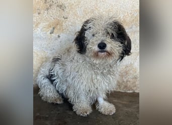 Günni, geb. ca. 12/2023, lebt auf einer Pflegestelle in 45896 Gelsenkirchen