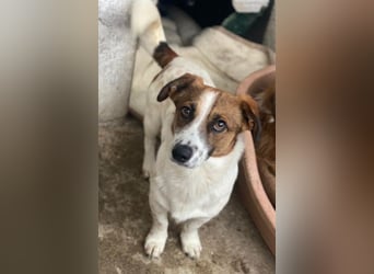 Lio, geb. ca. 06/2024, lebt auf einer Pflegestelle in 24103 Kiel