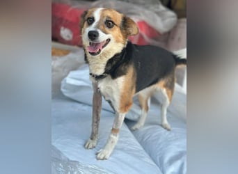 Foxy, geb. ca. 06/2024, lebt in GRIECHENLAND, auf einer privaten Pflegestelle