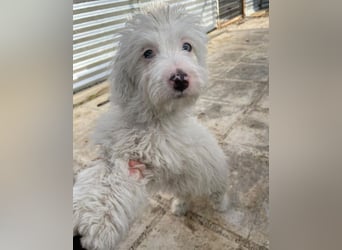 Elli, geb. ca. 08/2025, lebt in GRIECHENLAND, im städt. Tierheim Serres