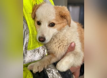 Frederic, geb. ca. 08/2025, lebt in GRIECHENLAND, im städt. Tierheim Serres