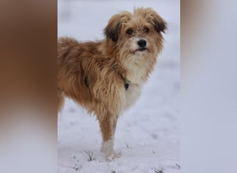 Willi, geb. ca. 09/2023, lebt auf einer Pflegestelle in 30655 Hannover