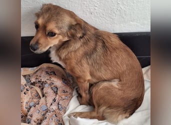 Ardyn, geb. ca. 04/2024, lebt auf einer Pflegestelle in 79206 Gündlingen