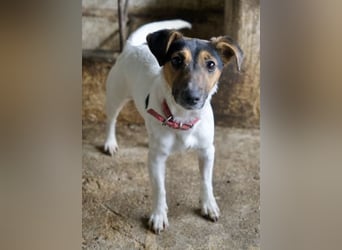 Möök, geb. ca. 04/2025, lebt in GRIECHENLAND, auf einer privaten Pflegestelle