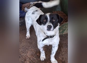 Skittles, geb. ca. 12/2023, lebt in GRIECHENLAND, auf einer privaten Pflegestelle