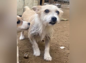 Trulla, geb. ca. 05/2024, lebt auf einer Pflegestelle in 53947 Nettersheim