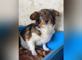 Laika, geb. ca. 11/2024, lebt auf einer Pflegestelle in 41462 Neuss