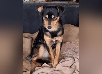 Dio, geb. ca. 01/2025, lebt in GRIECHENLAND, auf einer privaten Pflegestelle