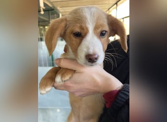 Wanda Rory, geb. ca.08/2025, lebt in GRIECHENLAND, auf einer privaten Pflegestelle