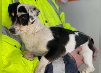 Julia, geb. ca. 08/2025, lebt in GRIECHENLAND, im städt. Tierheim Serres