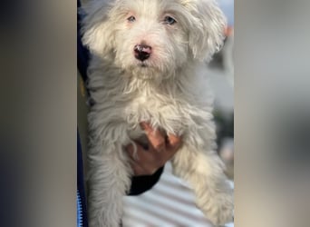 Elli, geb. ca. 08/2025, lebt in GRIECHENLAND, im städt. Tierheim Serres