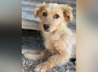Audrey, geb. ca. 03/2026, lebt in GRIECHENLAND, im städt. Tierheim Serres