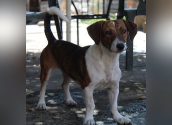 Tanu, geb. ca. 11/2024, lebt in GRIECHENLAND, auf einer privaten Pflegestelle