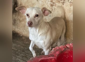 Newton, geb. ca. 01/2025, lebt in GRIECHENLAND, auf einer privaten Pflegestelle