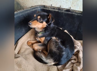 Dio, geb. ca. 01/2025, lebt in GRIECHENLAND, auf einer privaten Pflegestelle