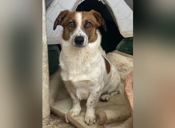 Lio, geb. ca. 06/2024, lebt auf einer Pflegestelle in 24103 Kiel