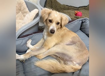 Hazel, geb. ca.02/2025, lebt in GRIECHENLAND, auf einer privaten Pflegestelle