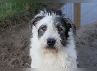 Nosy sanfter freundlicher Sonnenschein wartet auf seine lieben Menschen