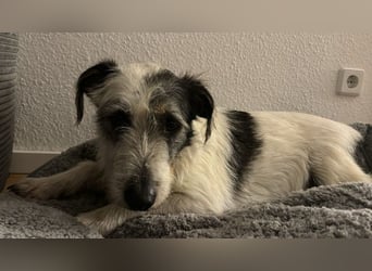 Nosy sanfter freundlicher Sonnenschein wartet auf seine lieben Menschen