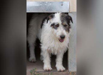 Nosy sanfter freundlicher Sonnenschein wartet auf seine lieben Menschen