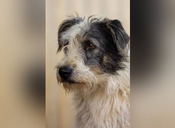 NOSY - liebenswerter, kleiner Rüde sucht ein liebevolles Zuhause