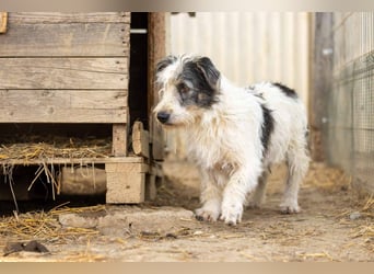NOSY - liebenswerter, kleiner Rüde sucht ein liebevolles Zuhause