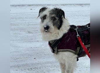 Nosy sanfter freundlicher Sonnenschein wartet auf seine lieben Menschen