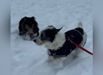 NOSY - liebenswerter, kleiner Rüde sucht ein liebevolles Zuhause